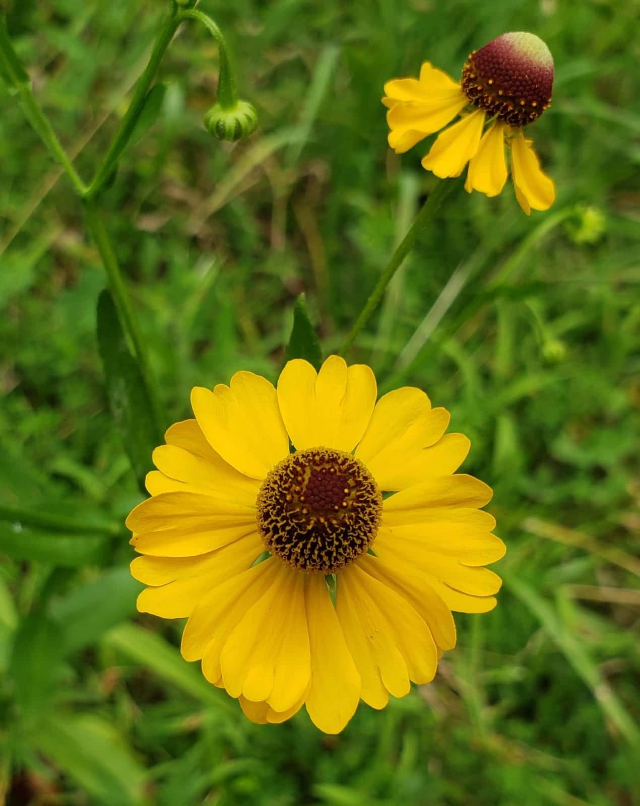 Purplehead Sneezeweed
