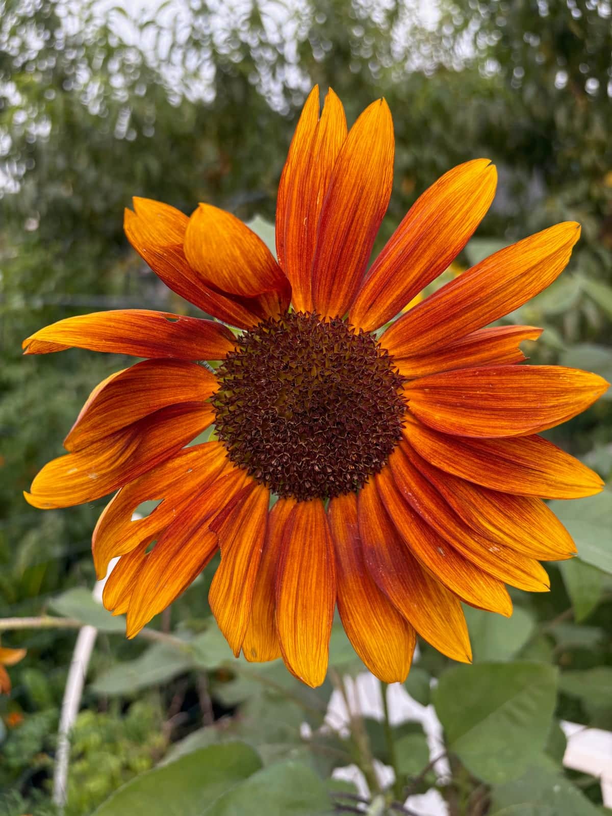 Big Field Sunflower