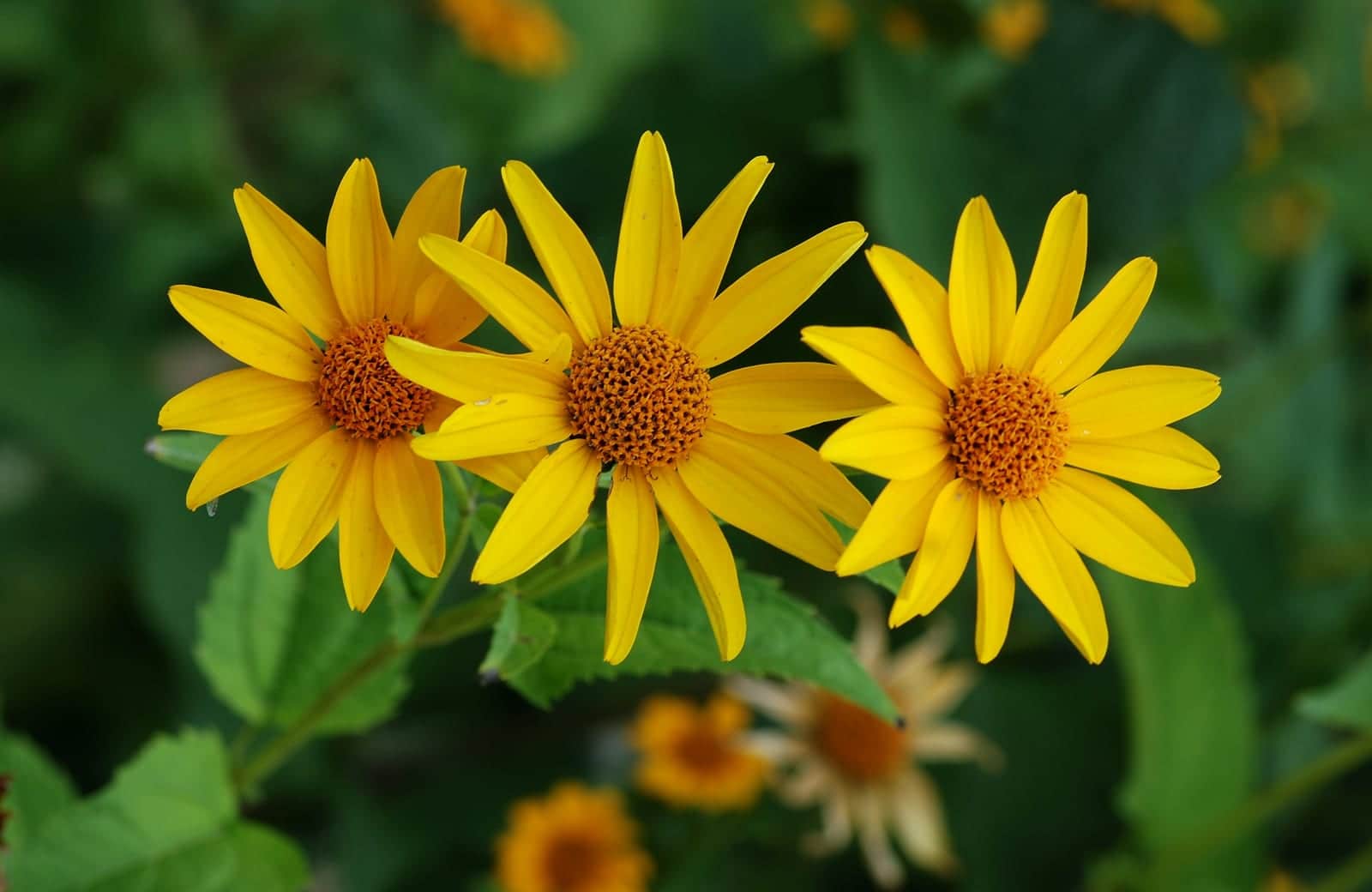 False Sunflower