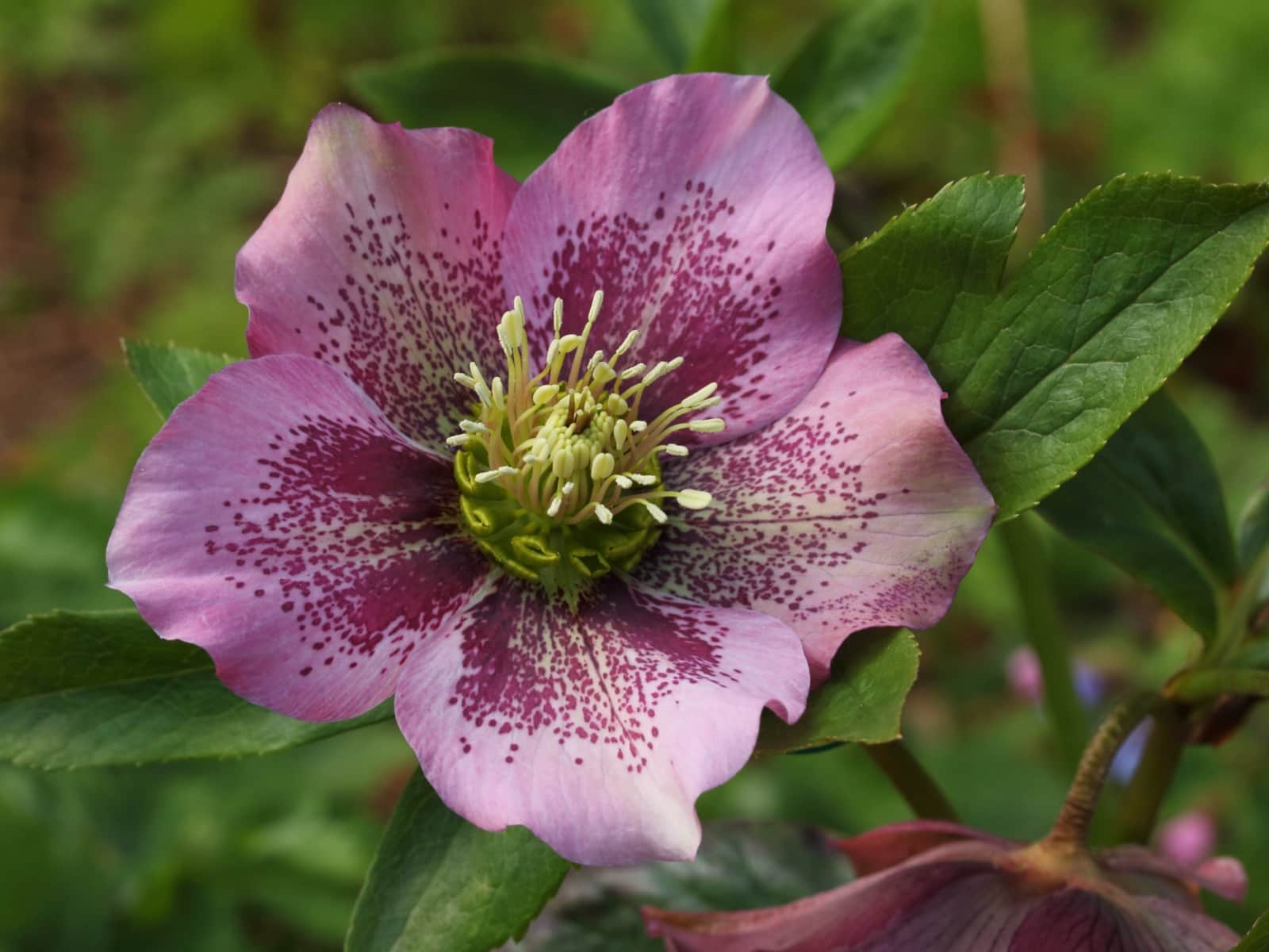 Lenten Rose