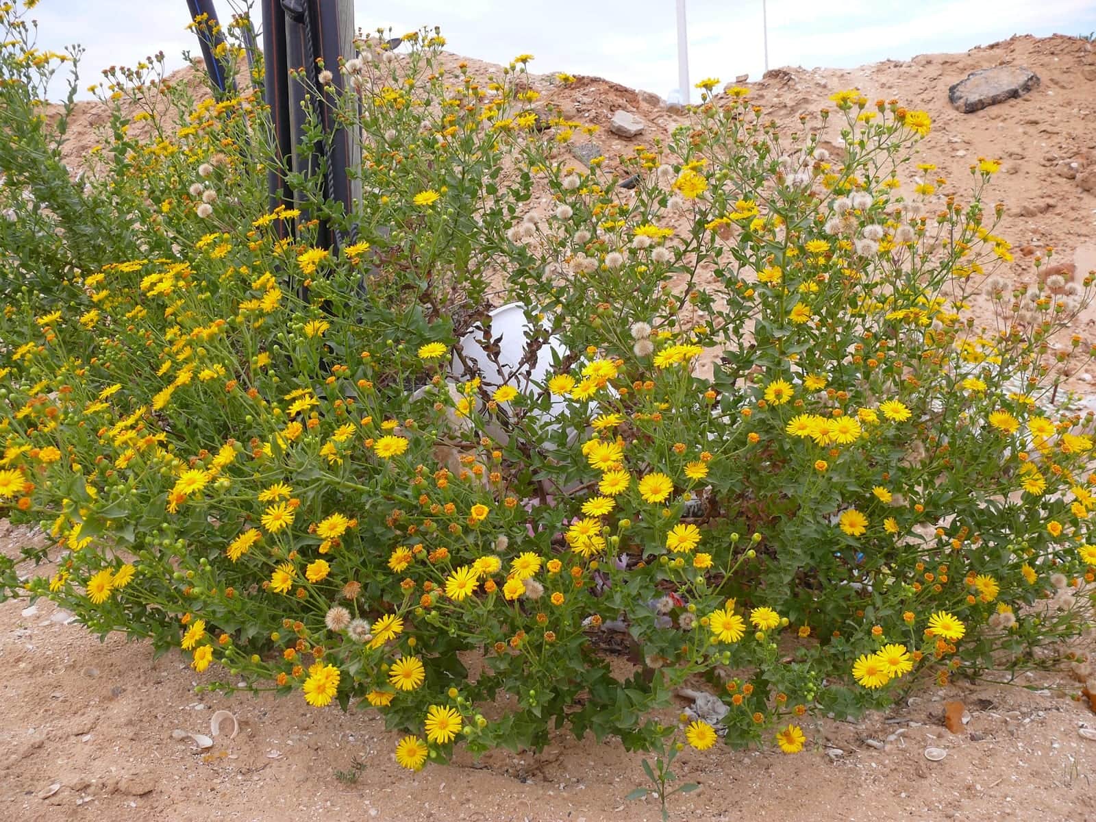 Camphorweed
