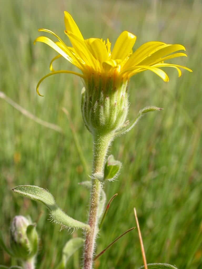 Hairy False Goldenaster