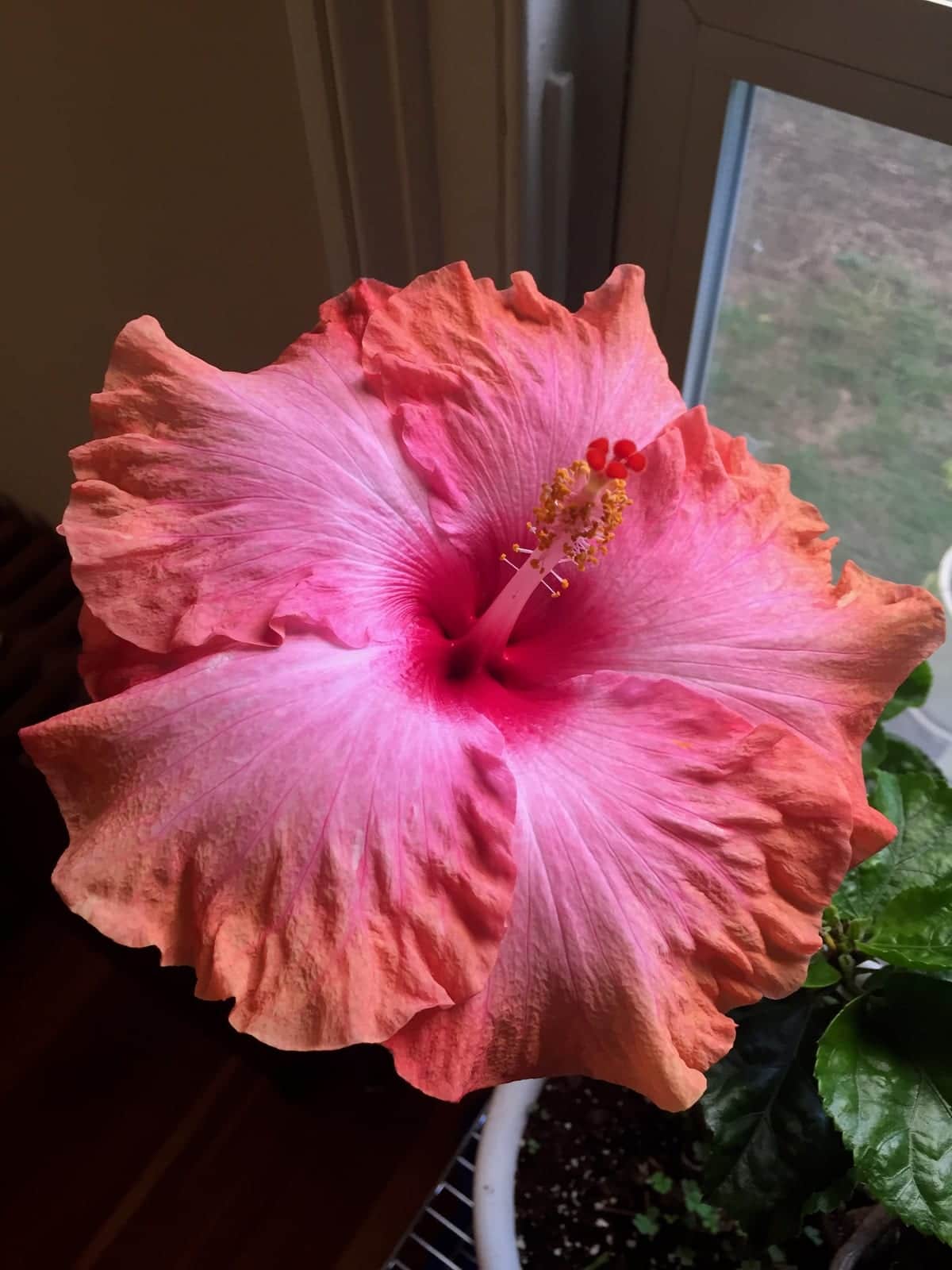 Rose Mallow