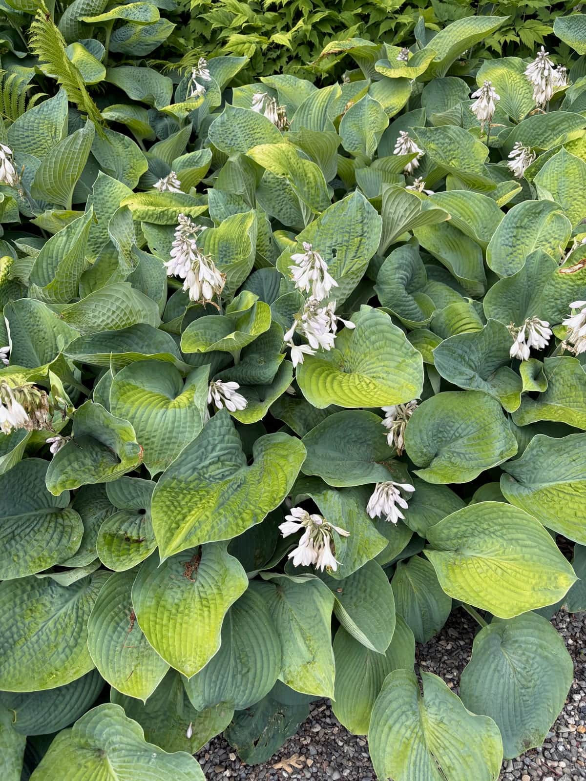 Hosta Sieboldiana