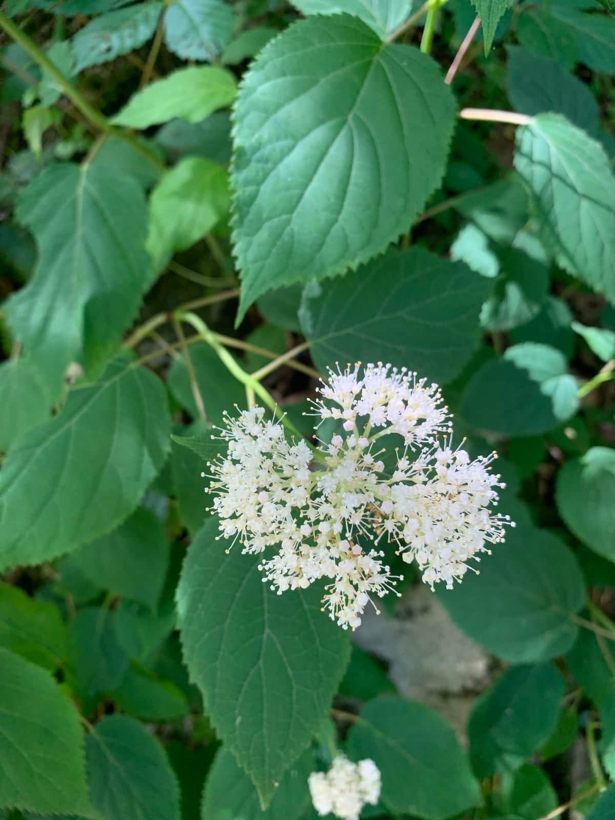 Smooth Hydrangea