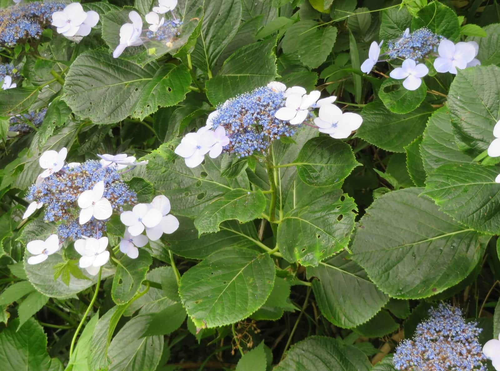 Bigleaf Hydrangea