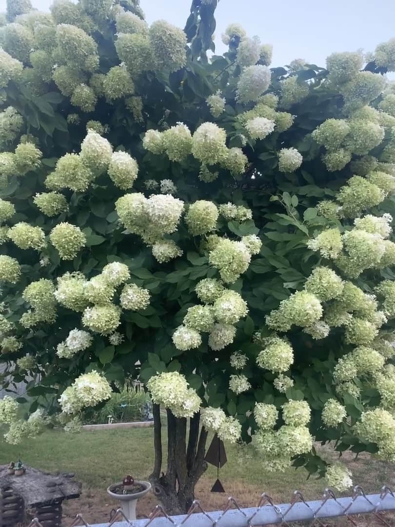 Limelight Hydrangea