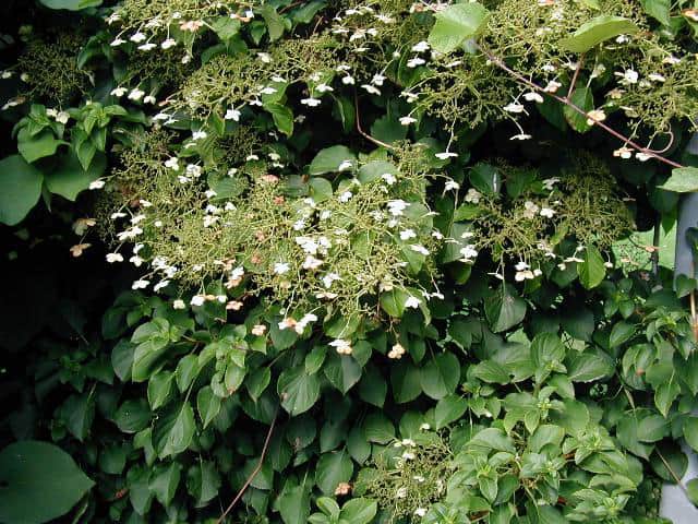Climbing Hydrangea