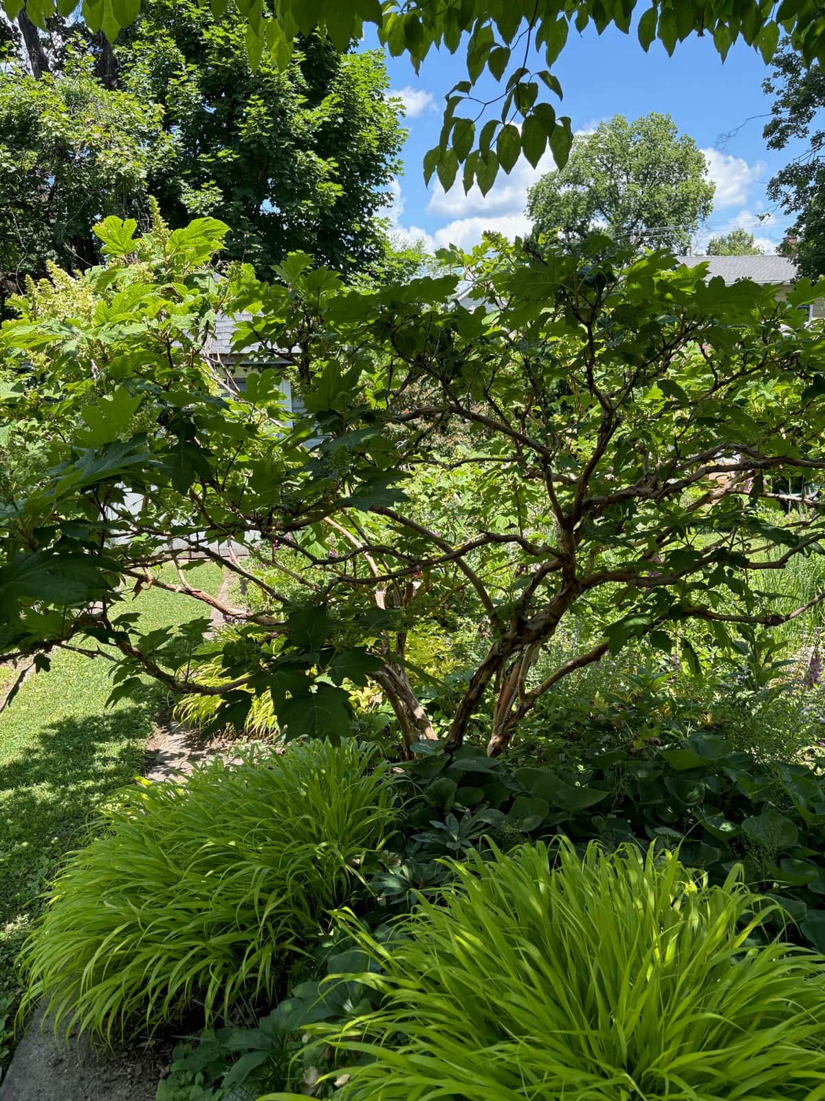 Oakleaf Hydrangea