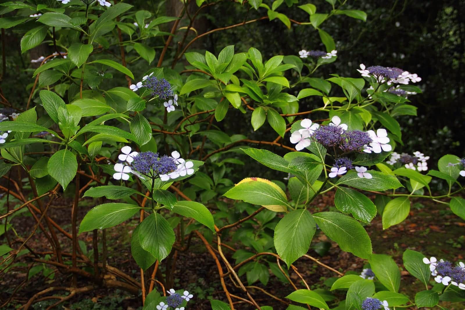 Mountain Hydrangea