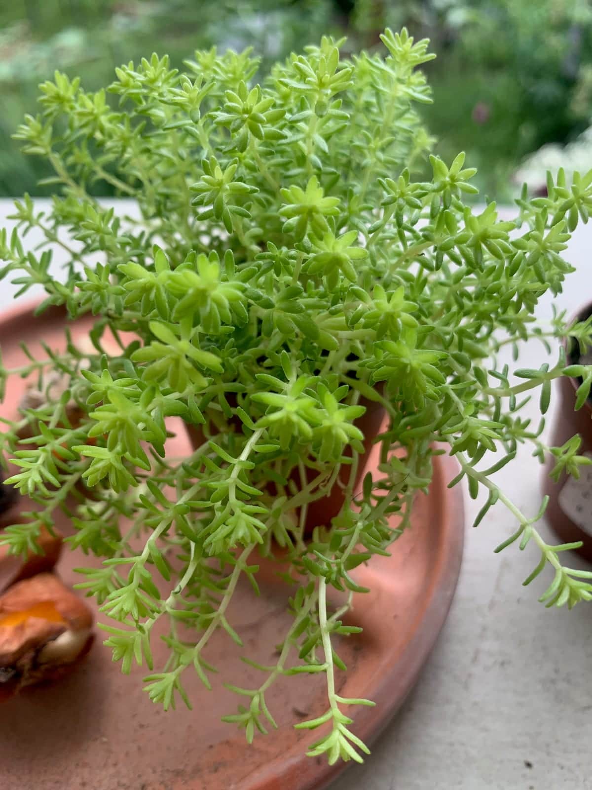 Stonecrop