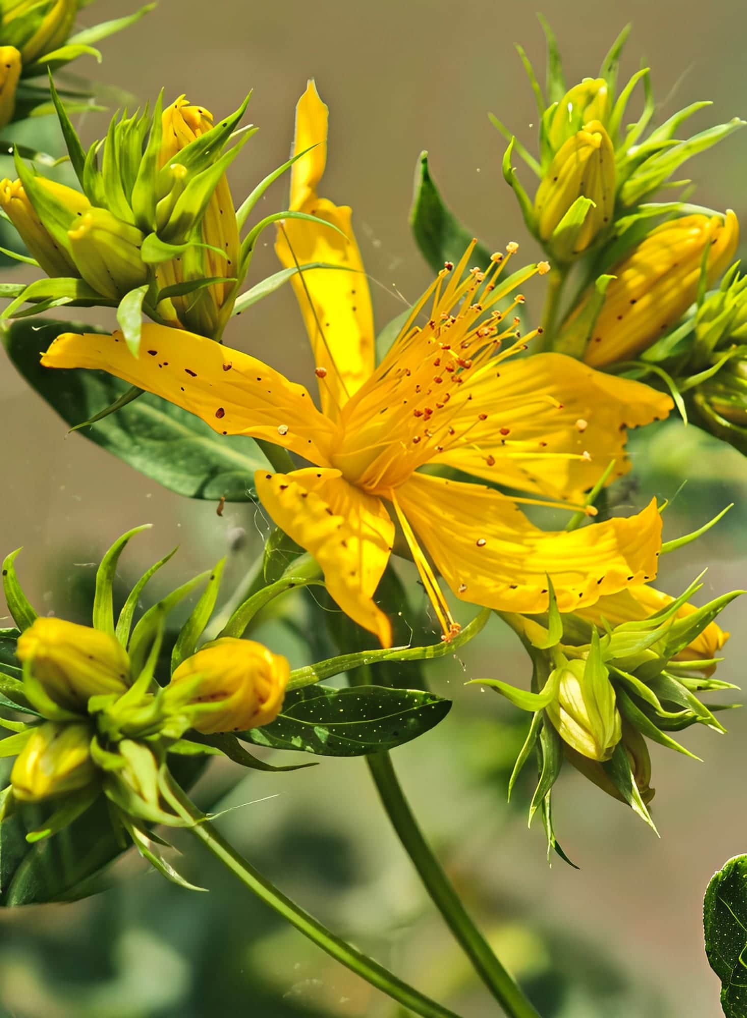 Albury Purple St. John's Wort