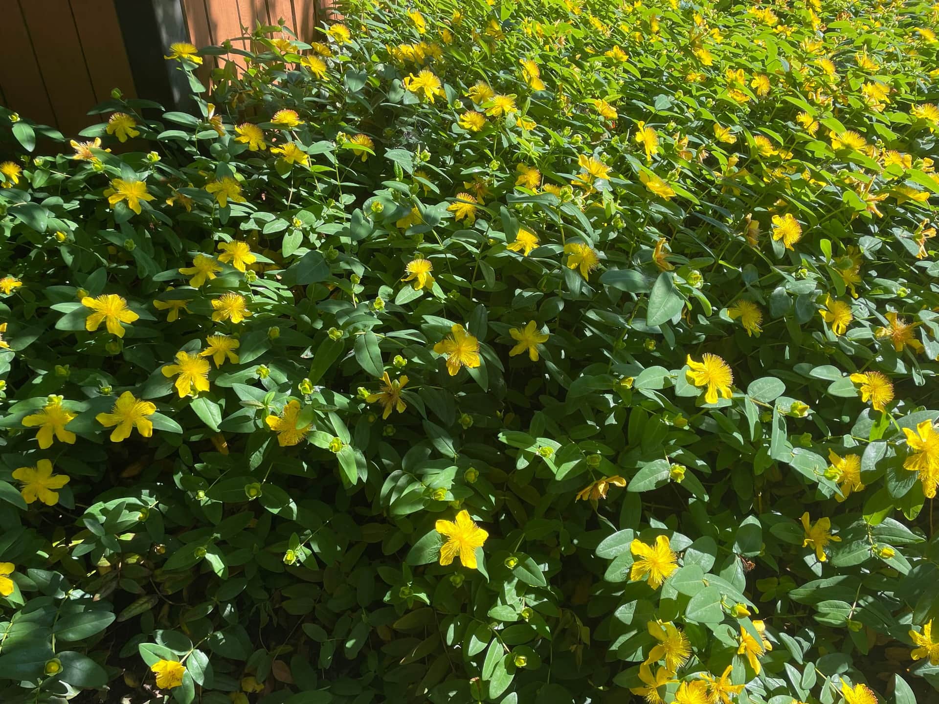 Creeping St. John's Wort