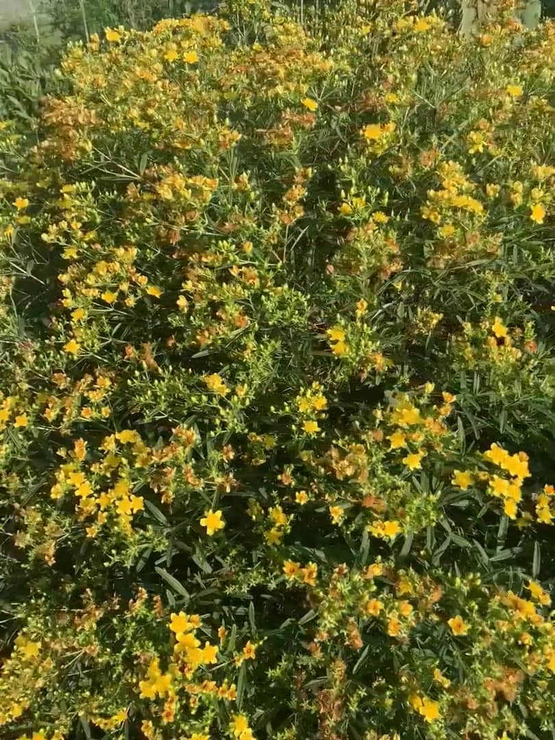 St. John's Wort