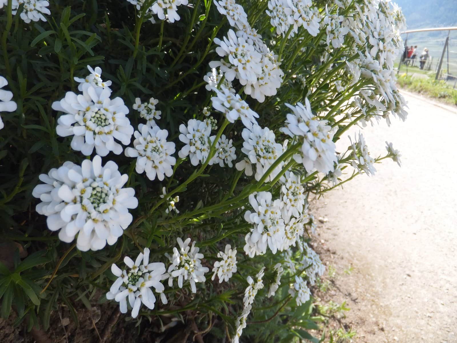Candytuft