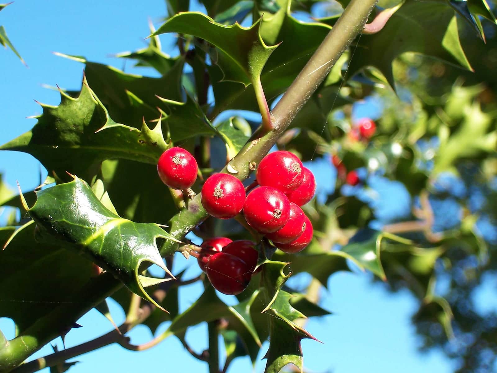 English Holly 'Amber'