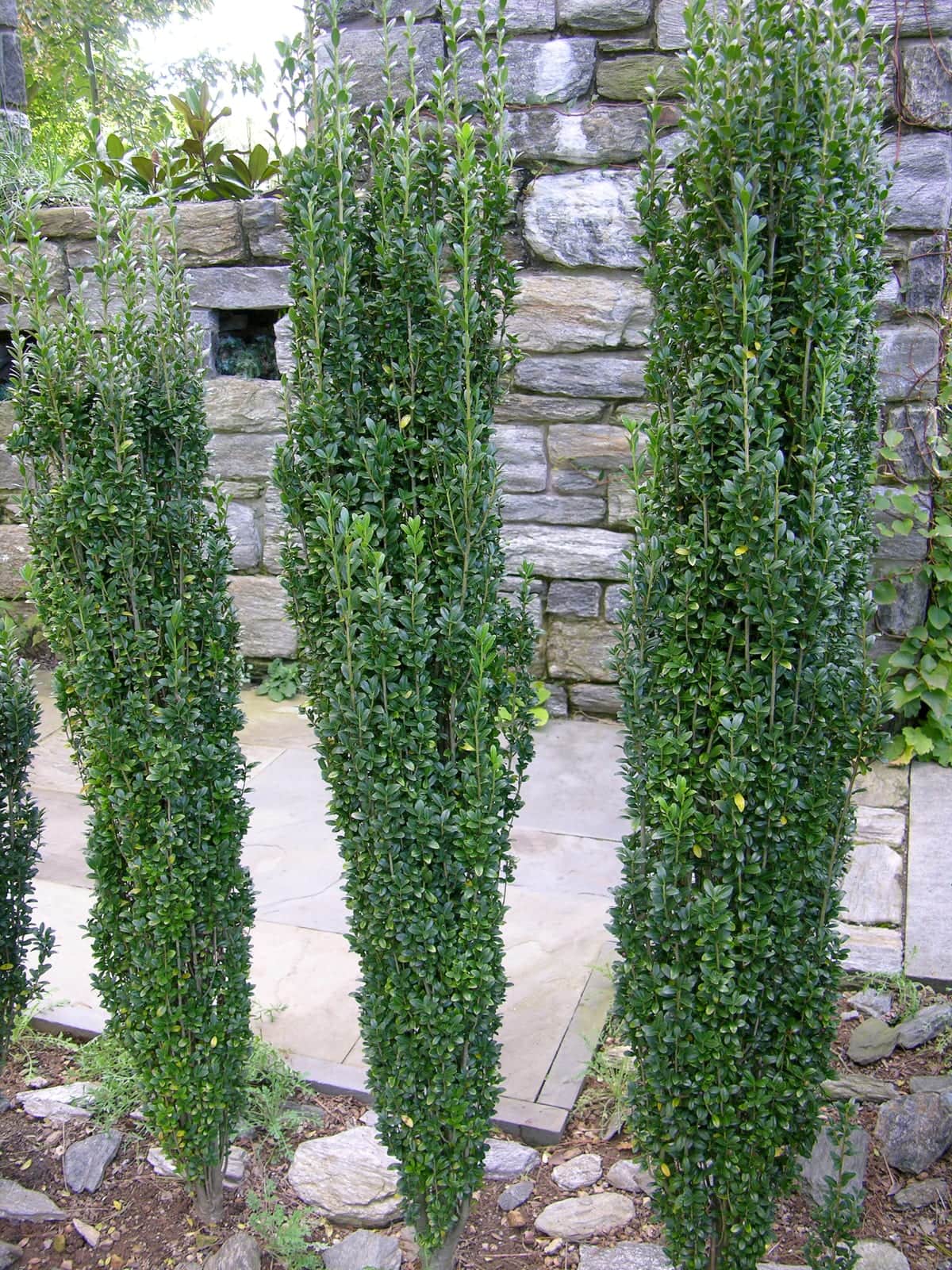 Japanese Holly 'Mariesii'