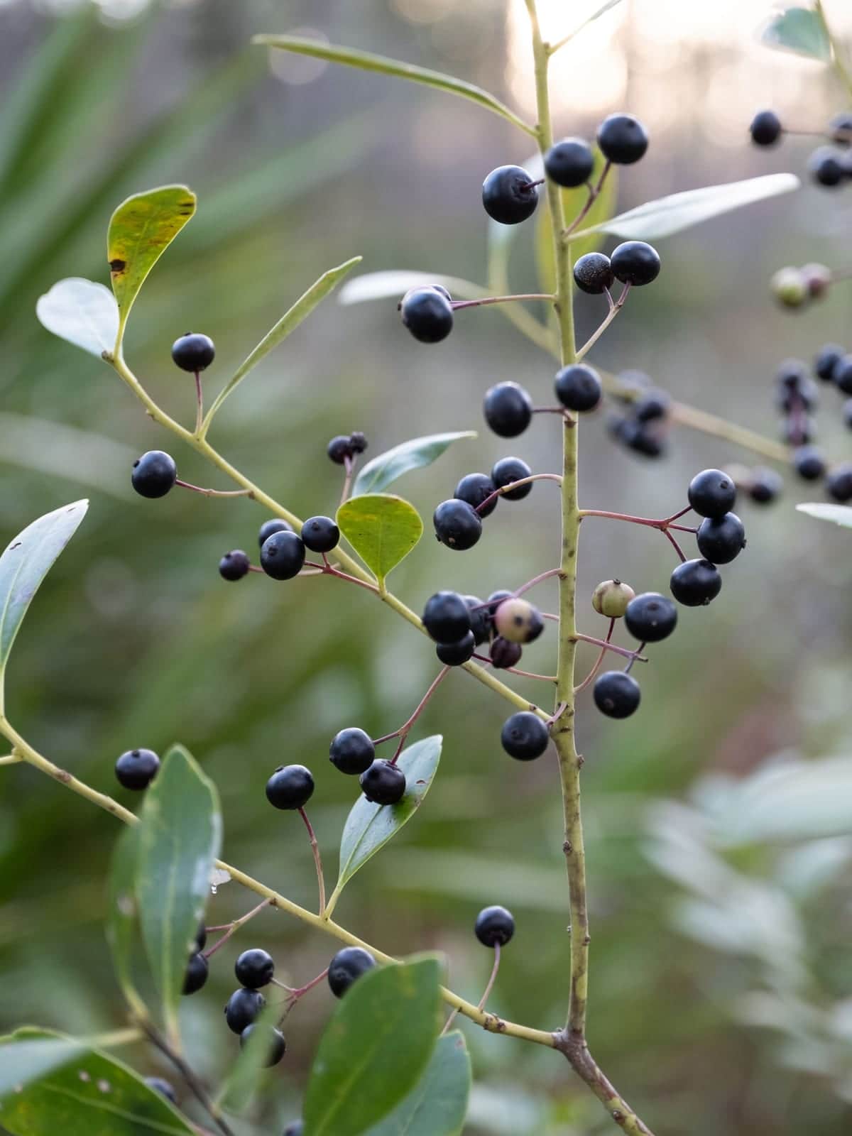 Inkberry