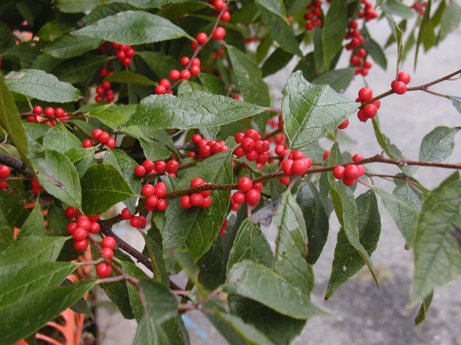 Winterberry