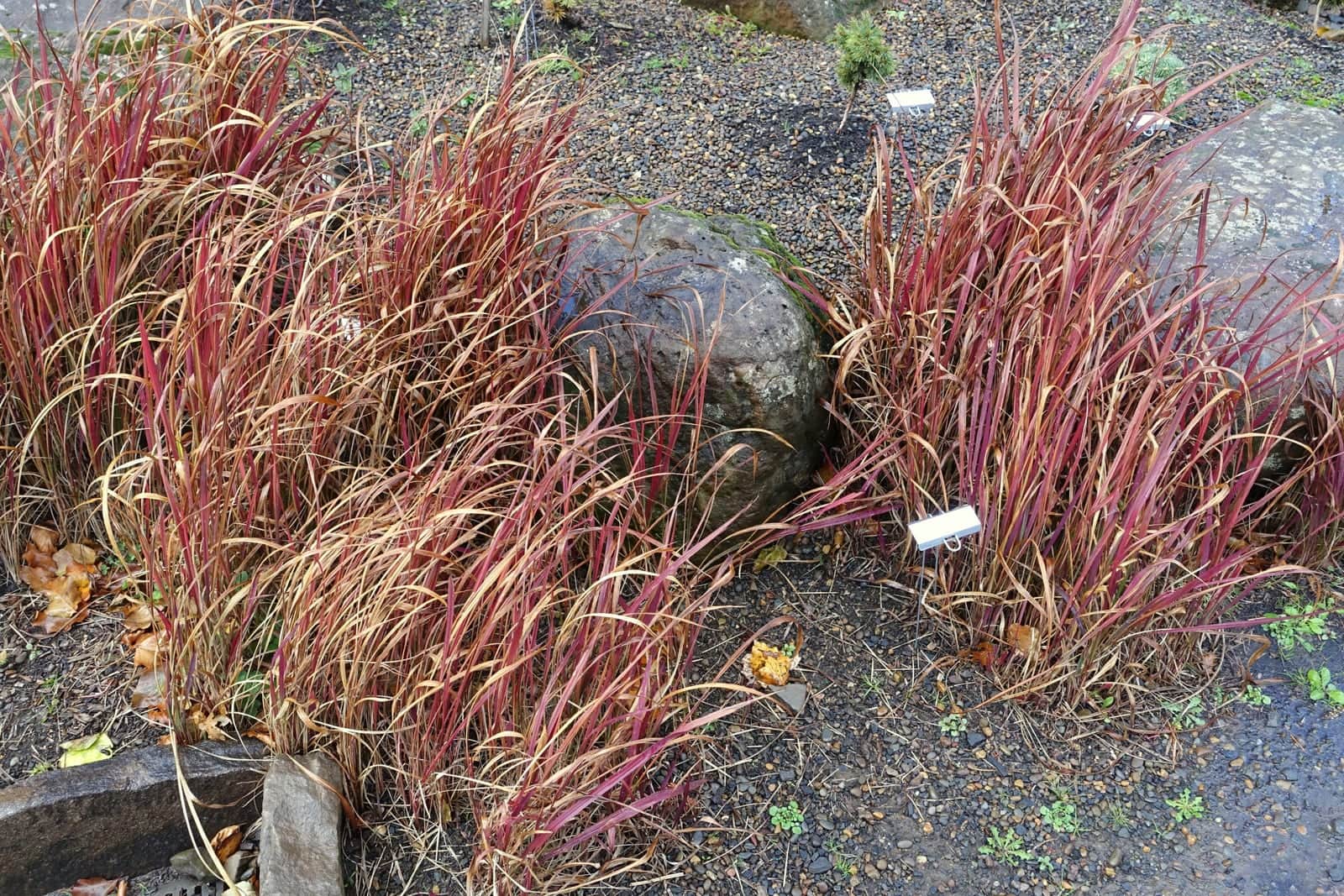 Japanese Blood Grass