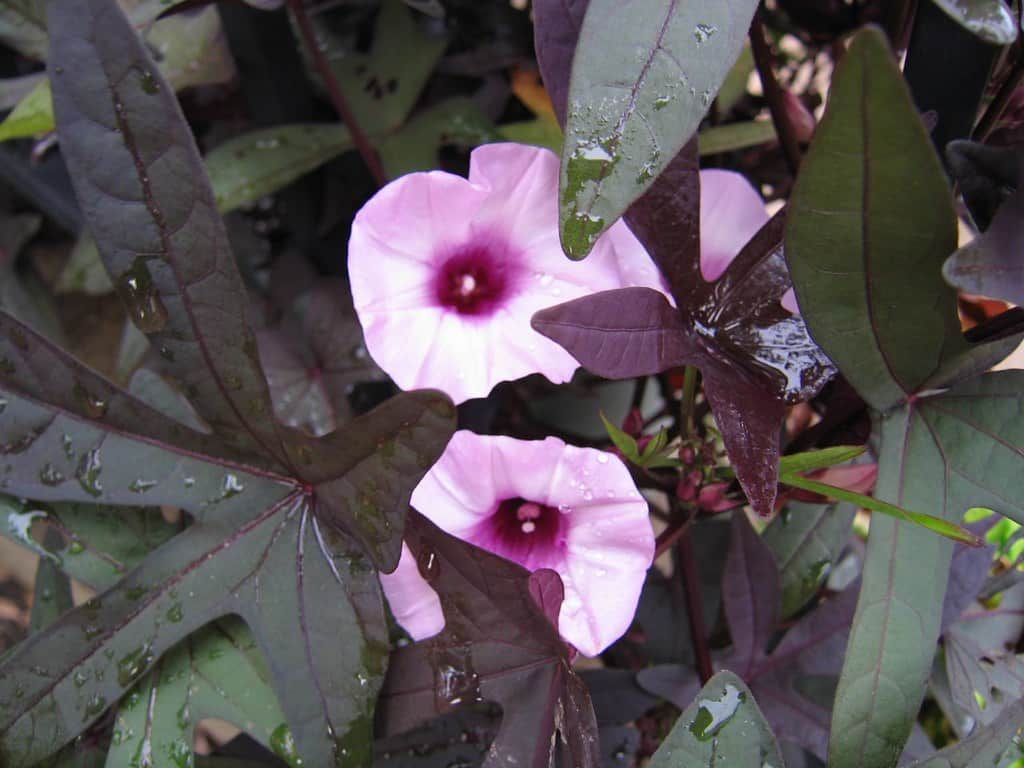 Black Heart Sweet Potato Vine