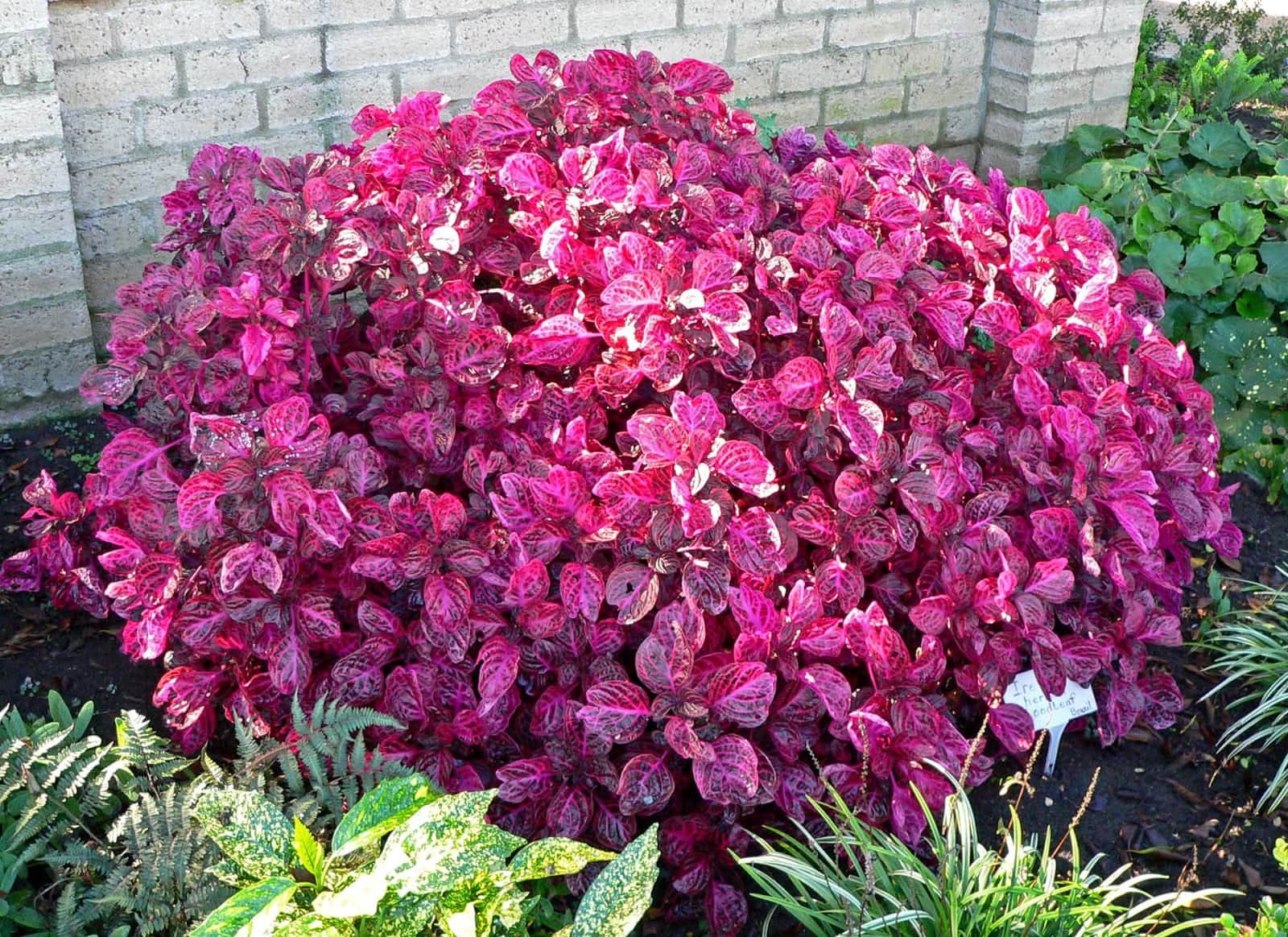 Blood Leaf