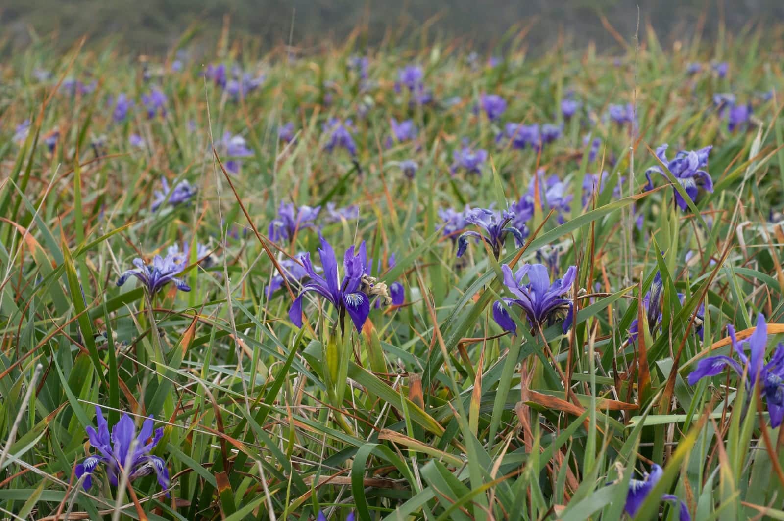Douglas Iris