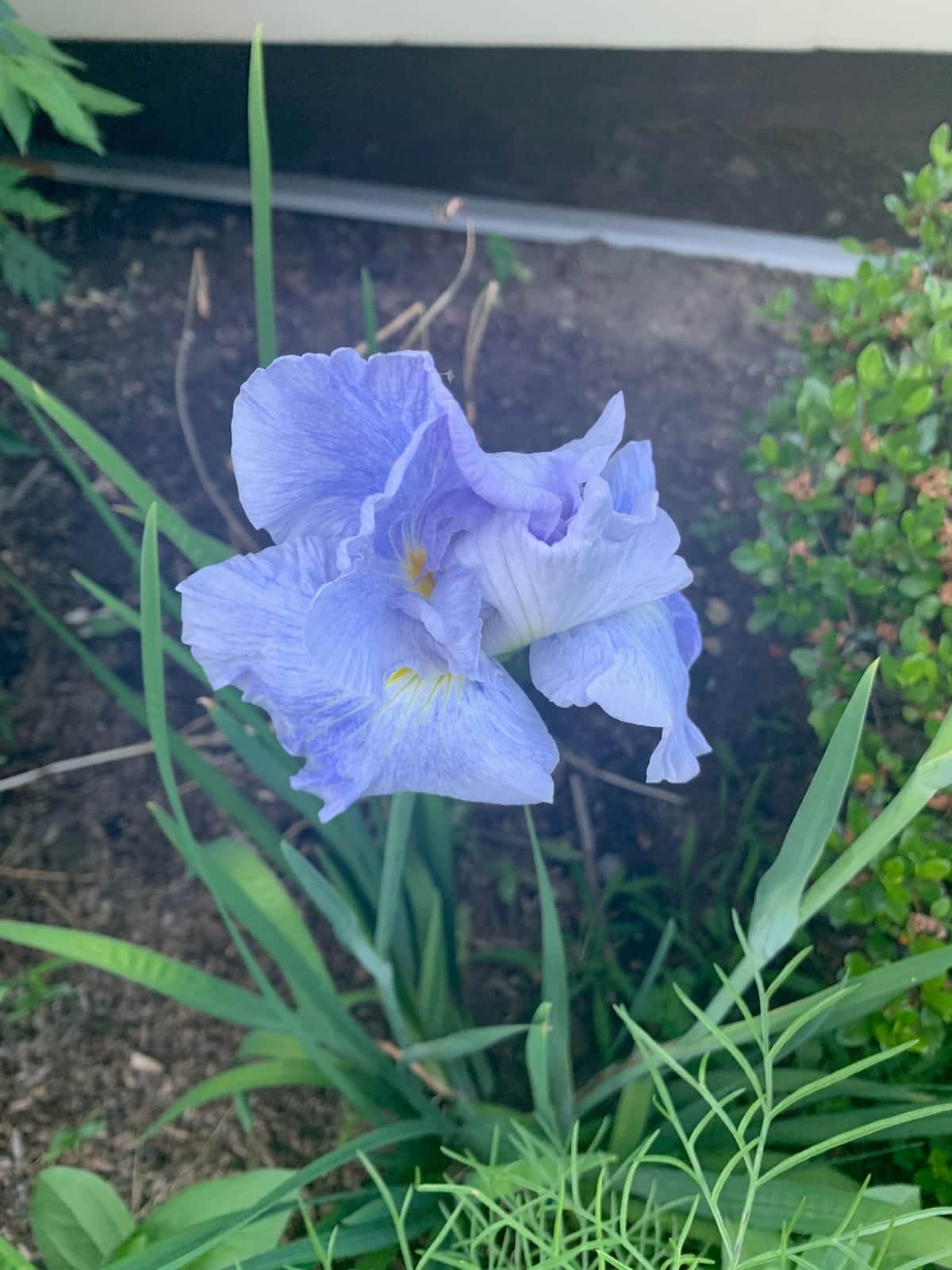 Bearded Iris