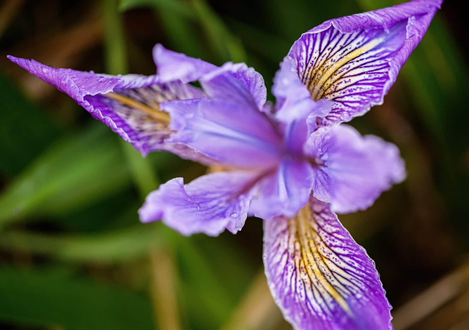 Oregon Iris