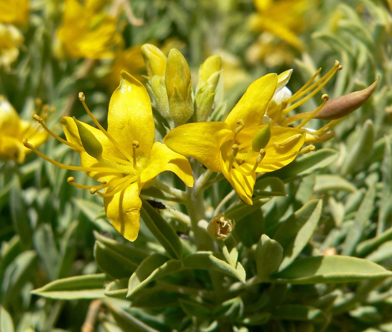 Bladderpod