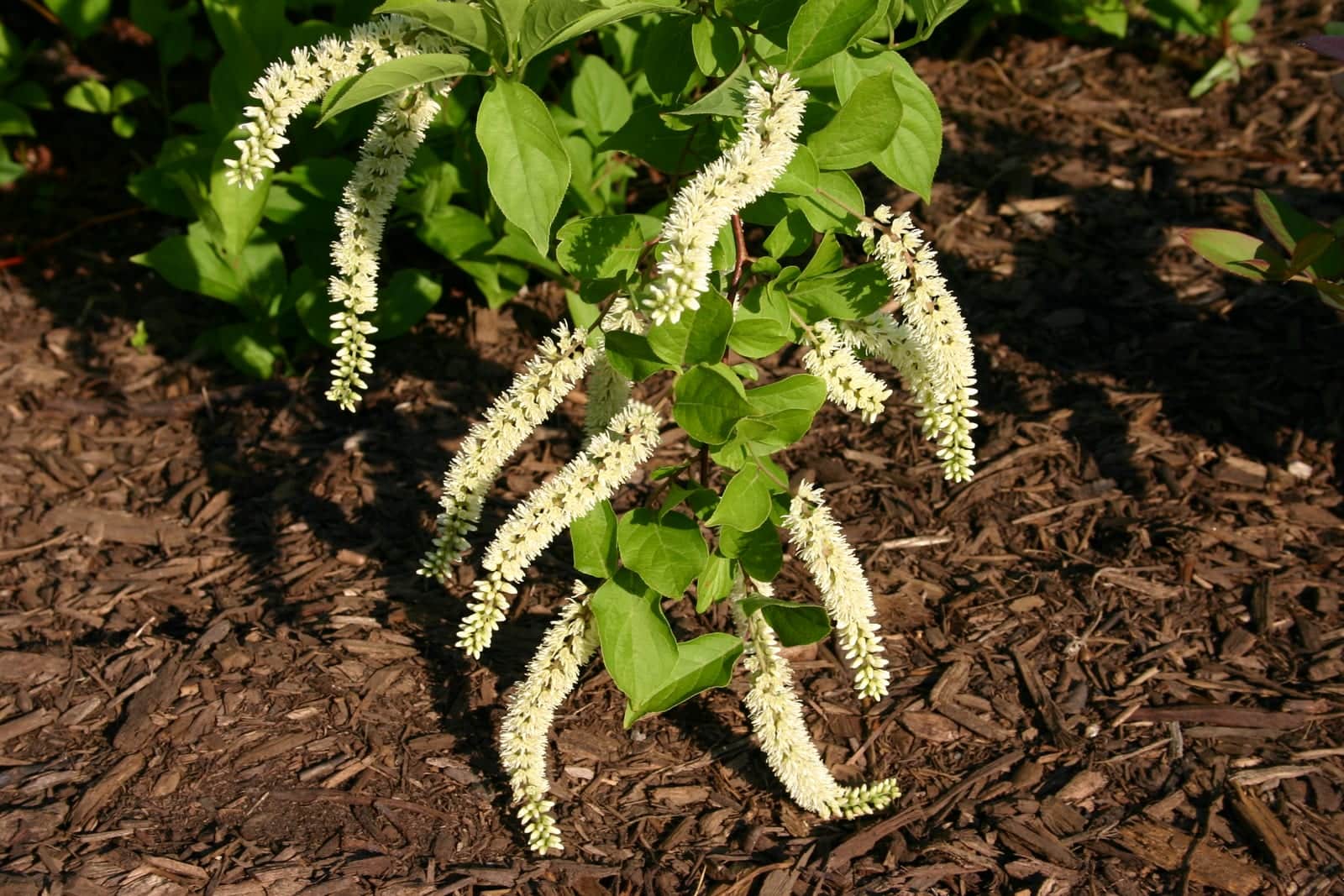 Virginia Sweetspire