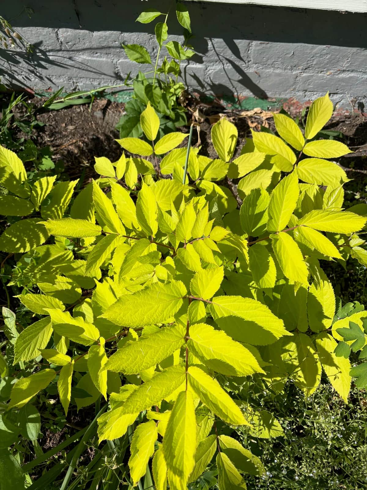 Japanese Spikenard