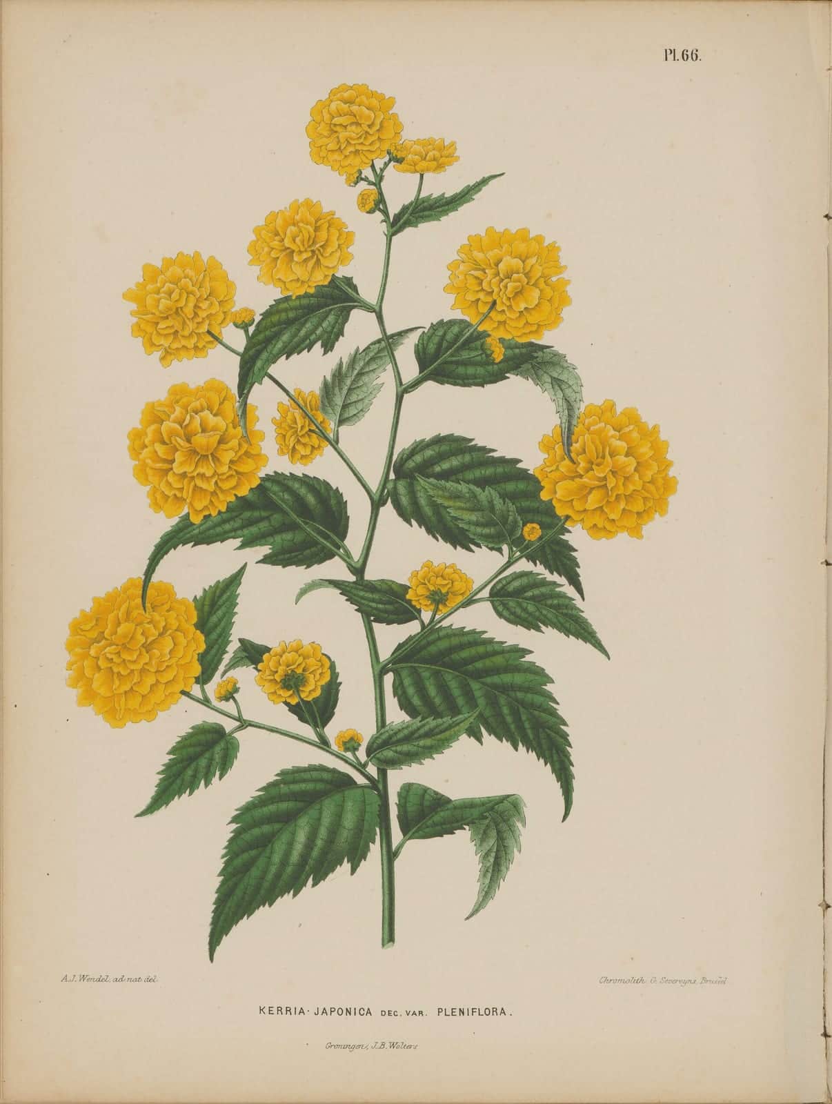 Japanese Kerria