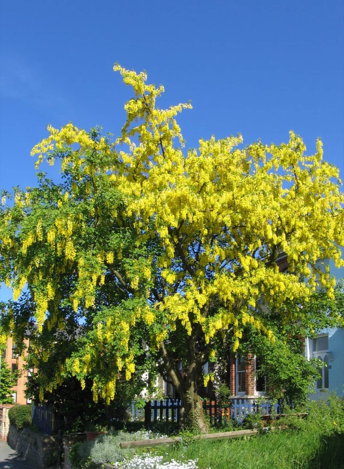 Golden Chain Tree