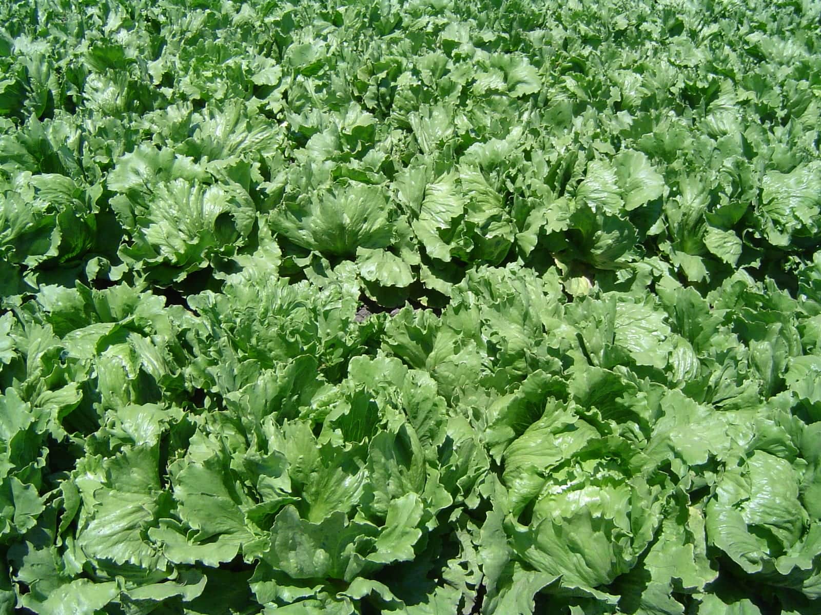 Metta Lettuce Mix