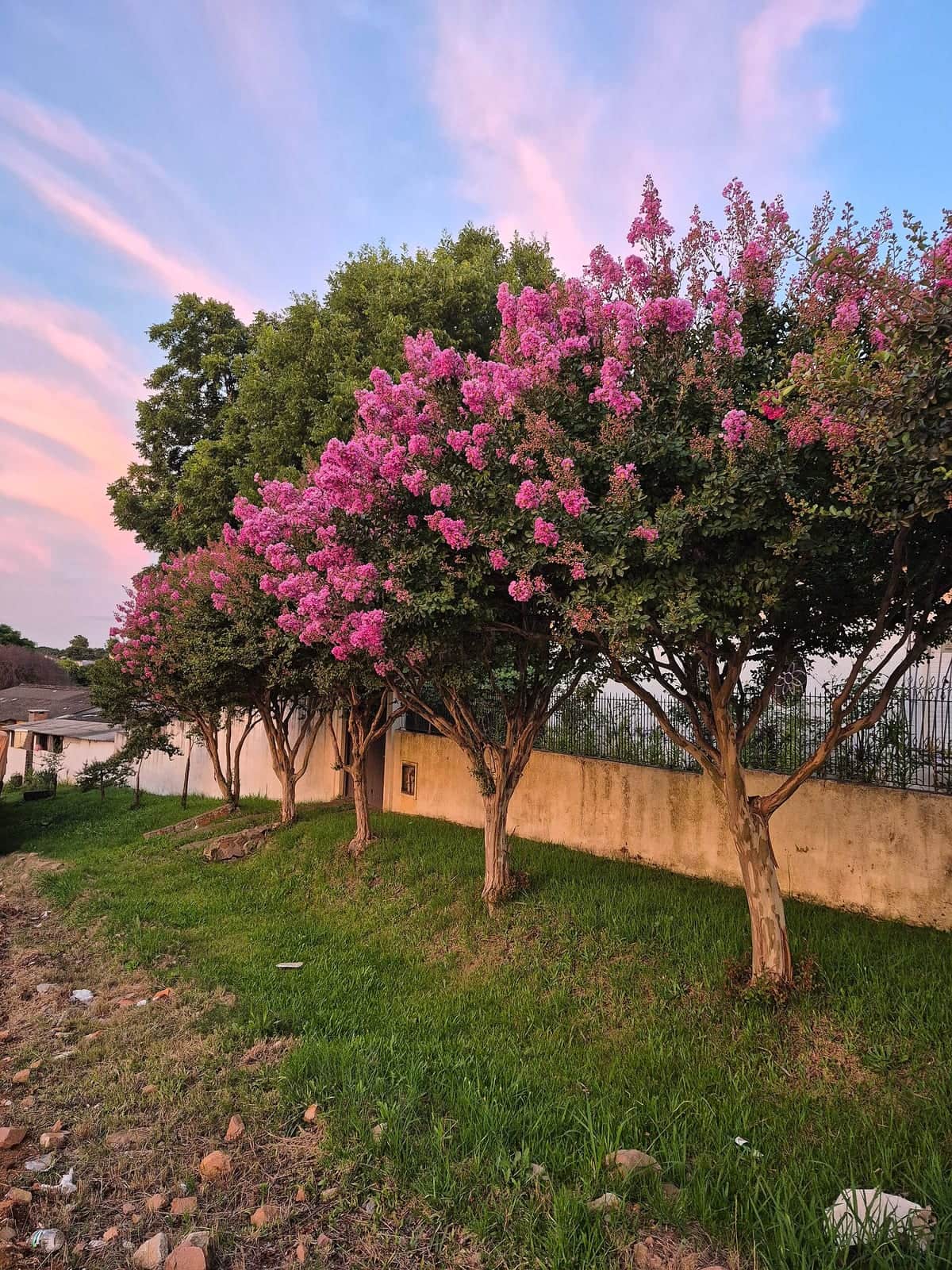 Crape Myrtle