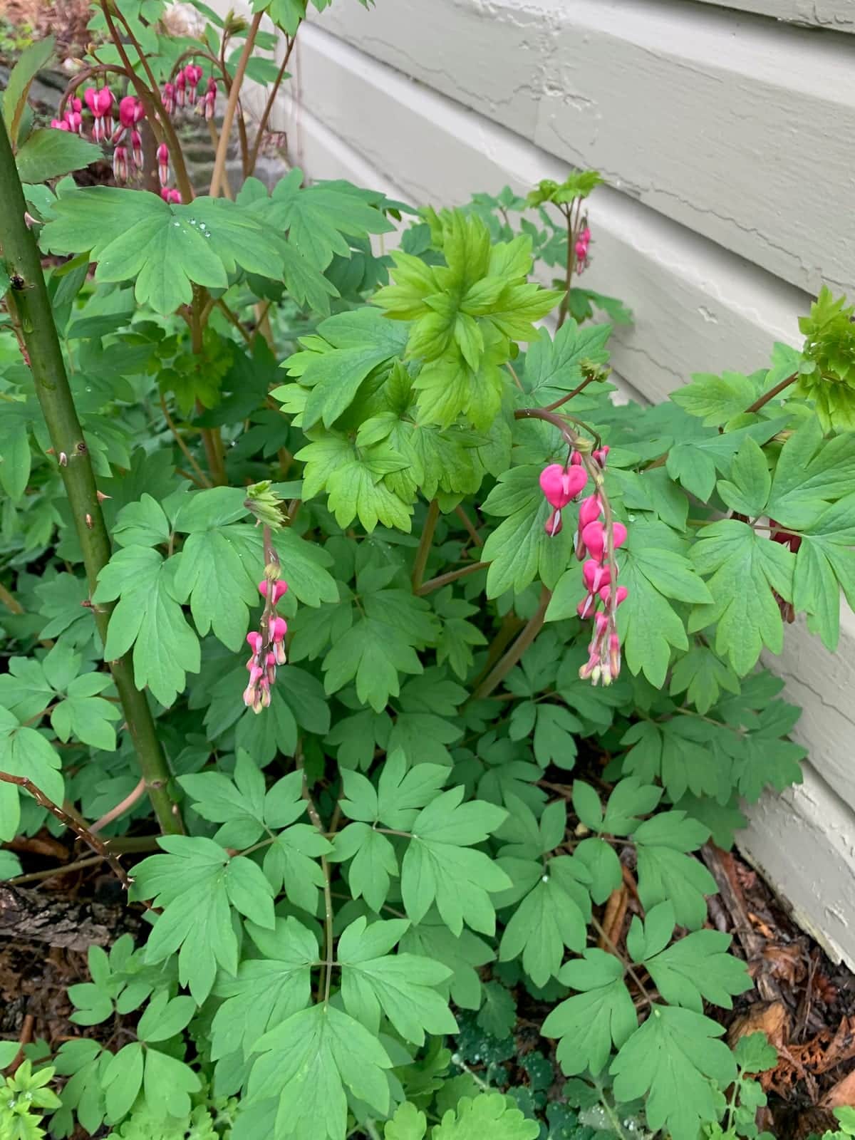 Bleeding Heart