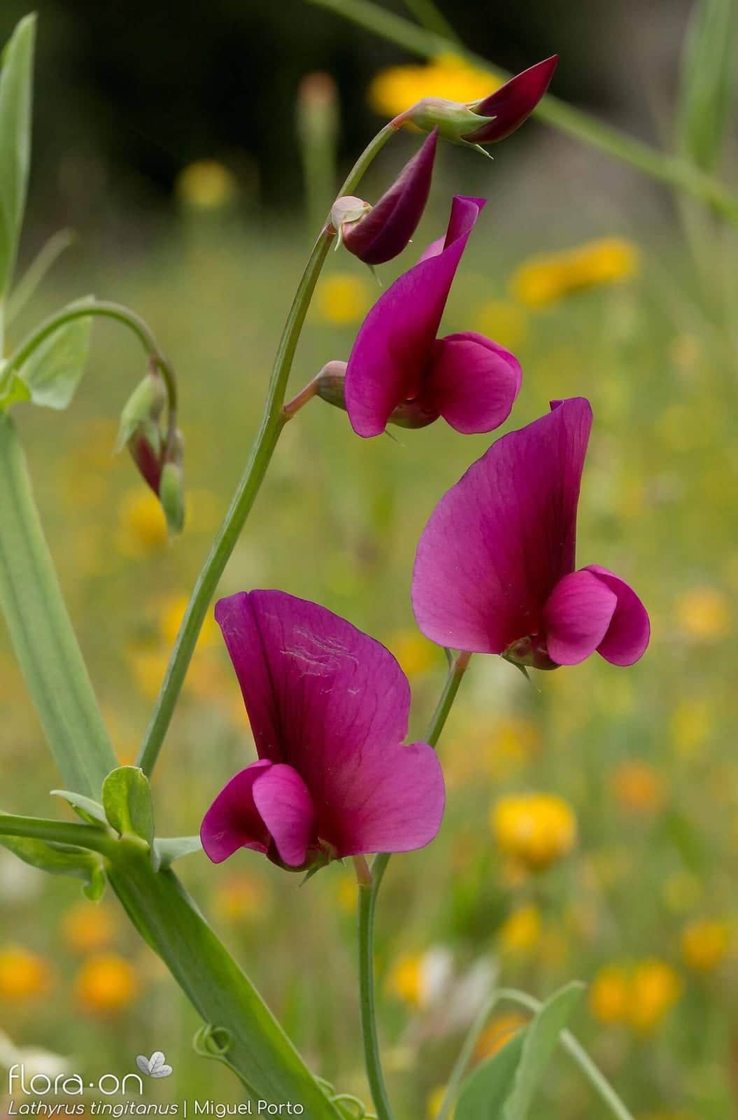 Sweet Pea