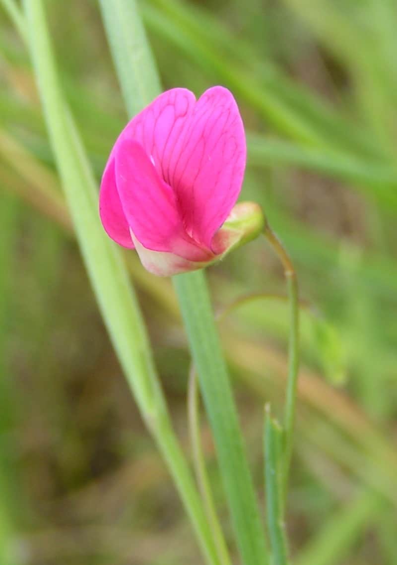 Spring Vetchling