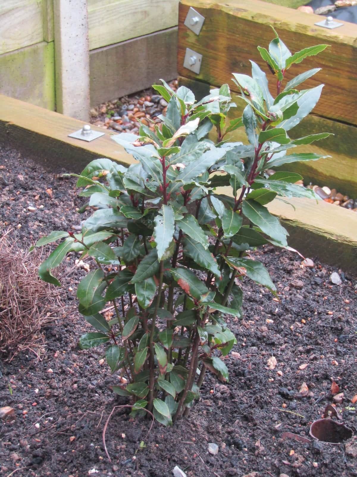Bay Laurel