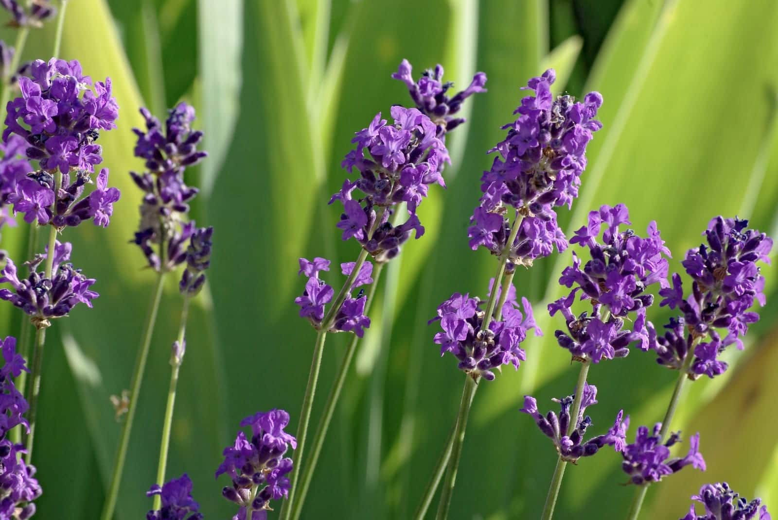 English Lavender