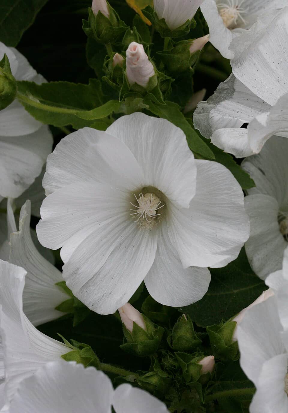 White Mallow