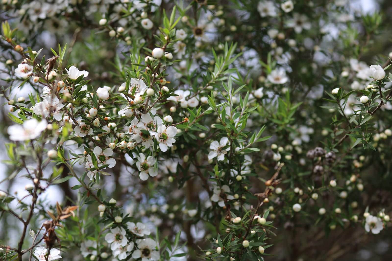 Manuka Tea Tree