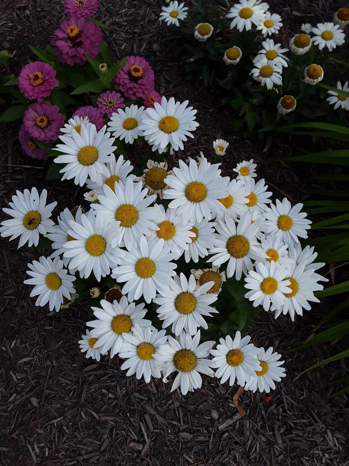 Shasta Daisy