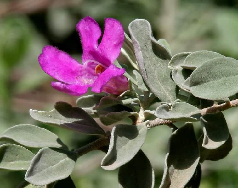 Texas Sage