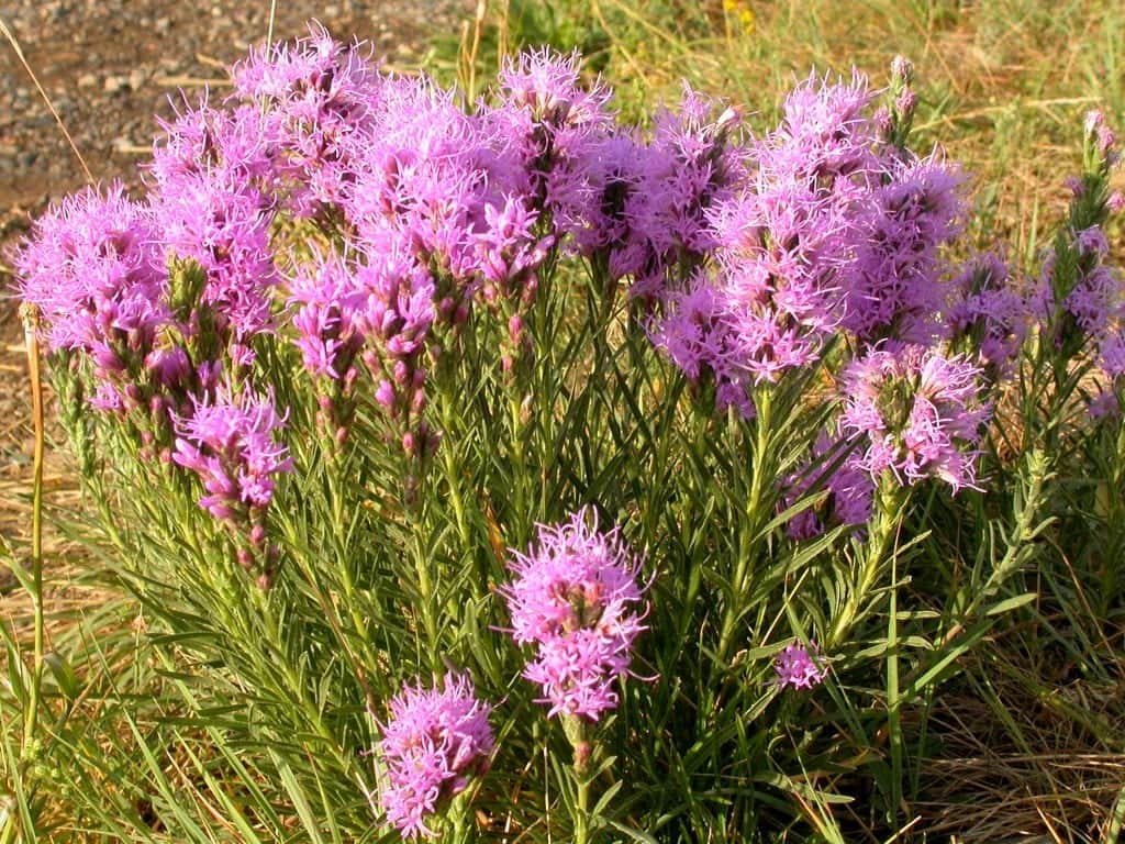 Dotted Blazing Star