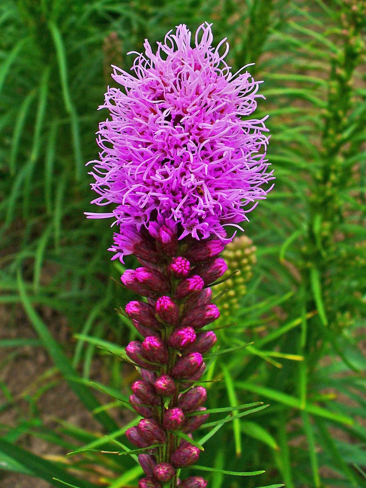 Blazing Star