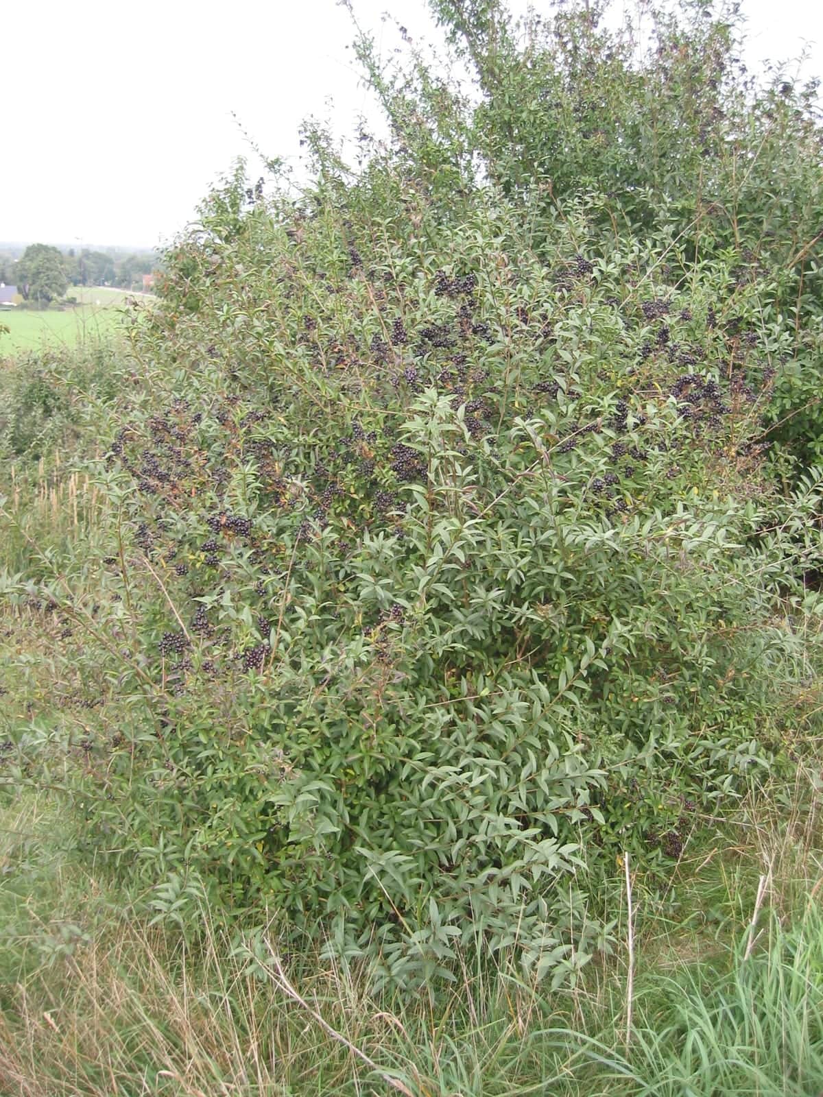 Common Privet