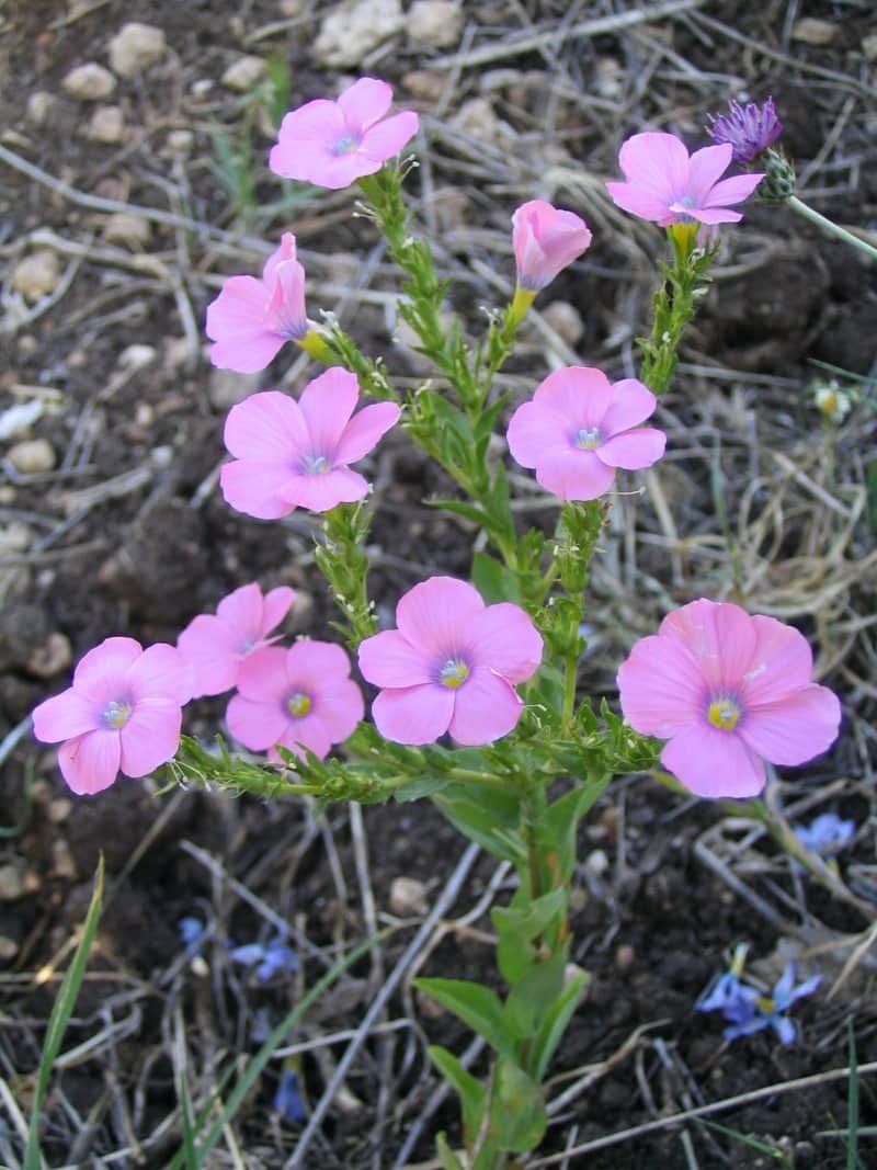 Blue Flax
