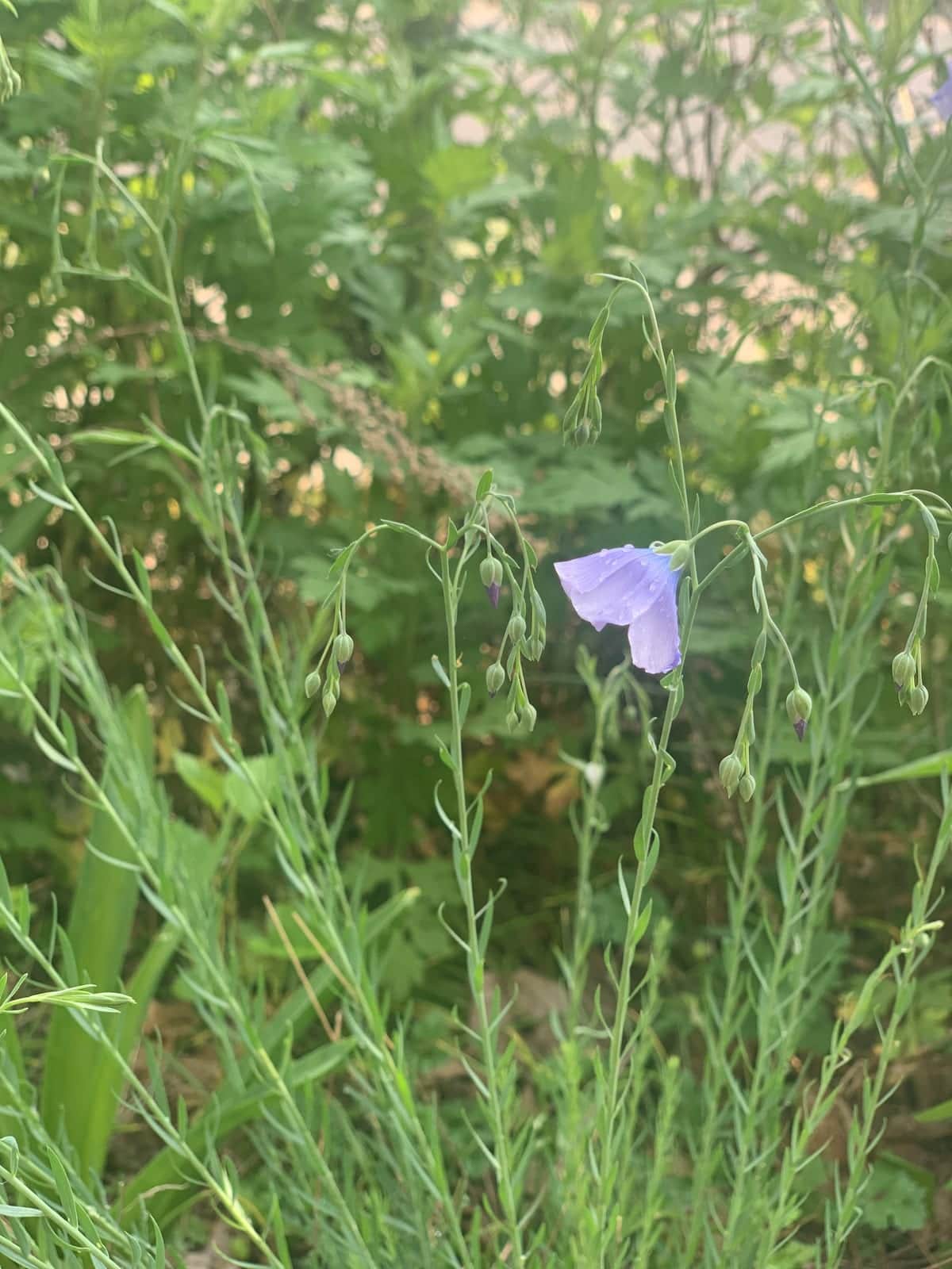 Blue Flax
